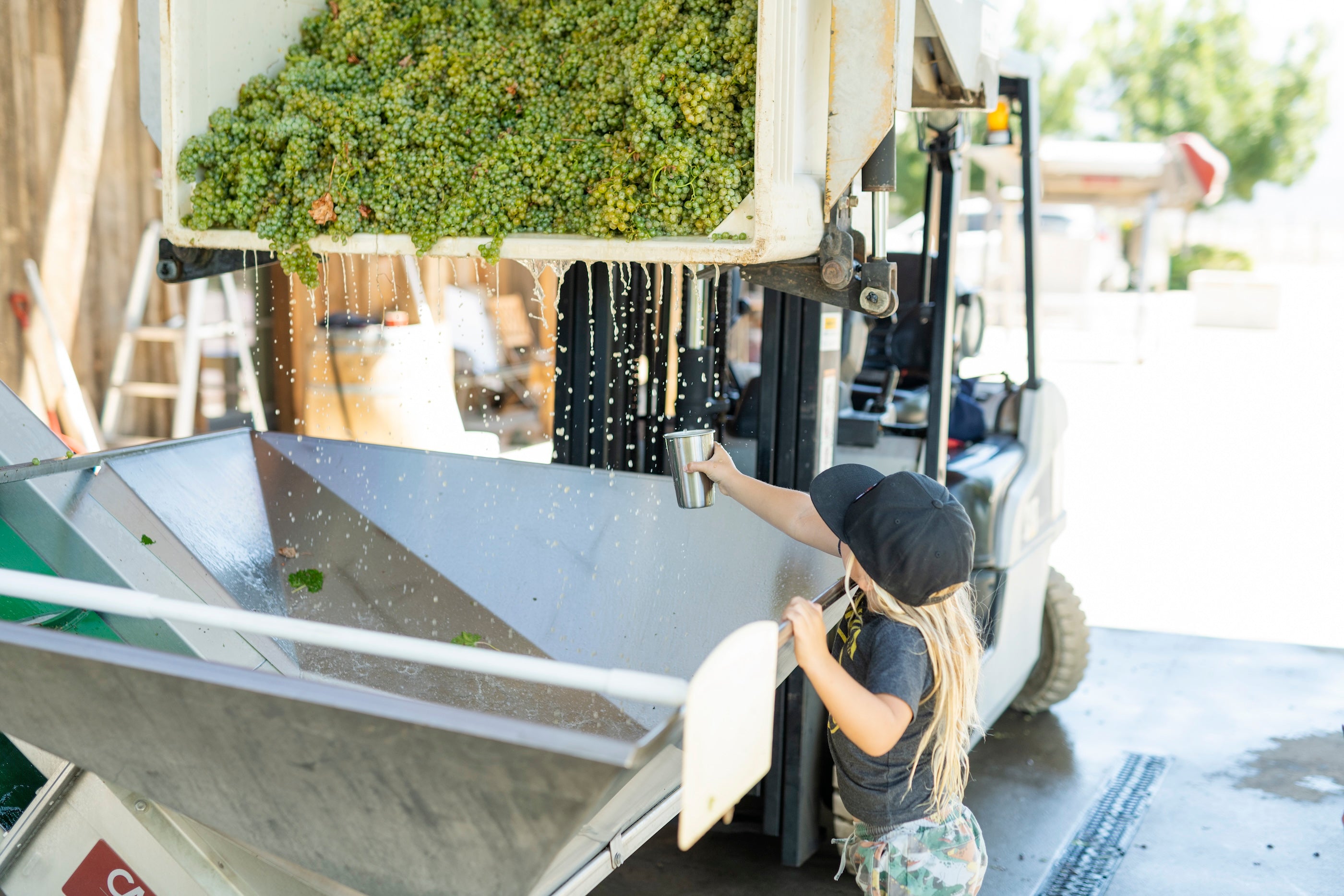 Jameson catching grape juice before it goes in the press.