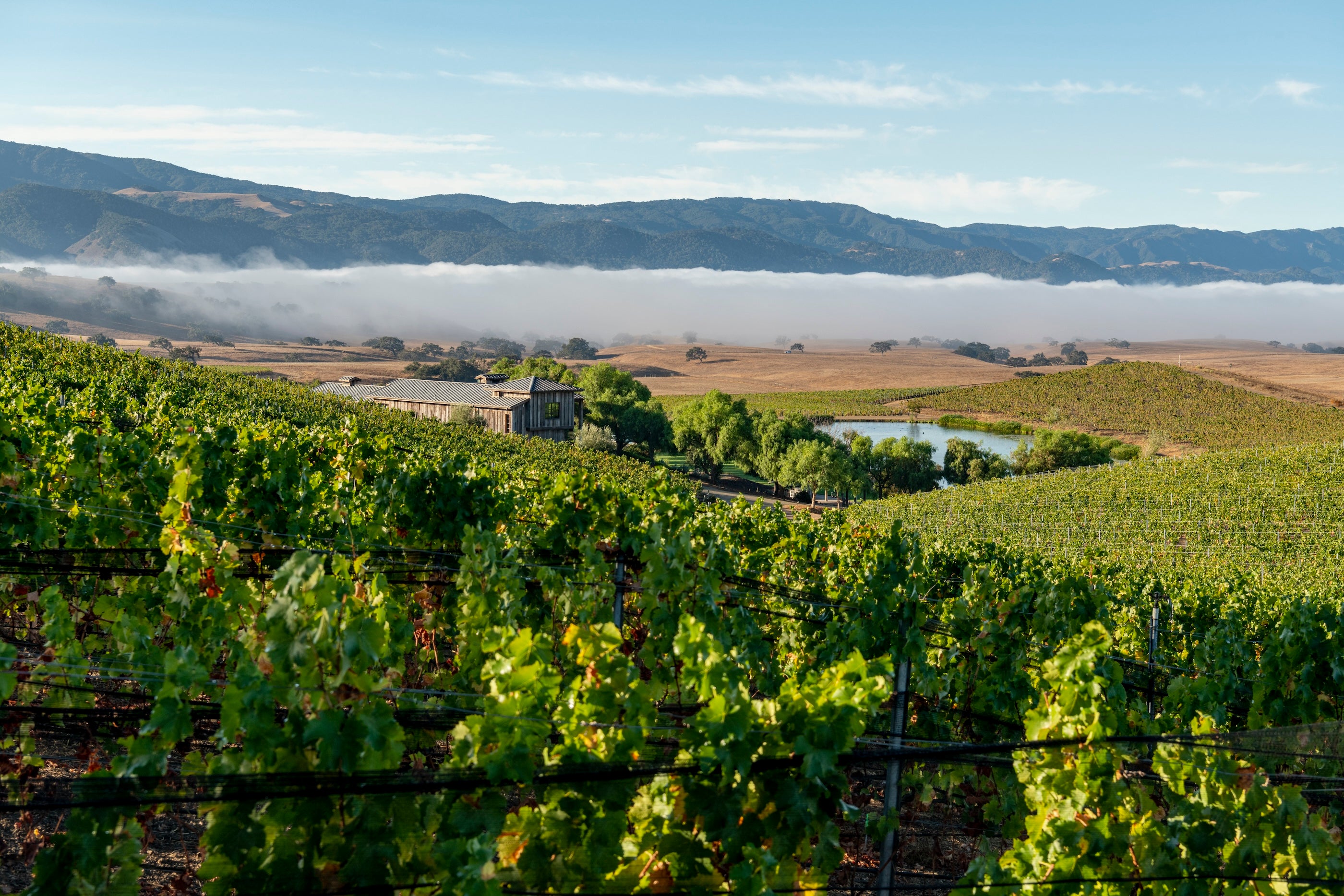 Vineyard with mountains in the background