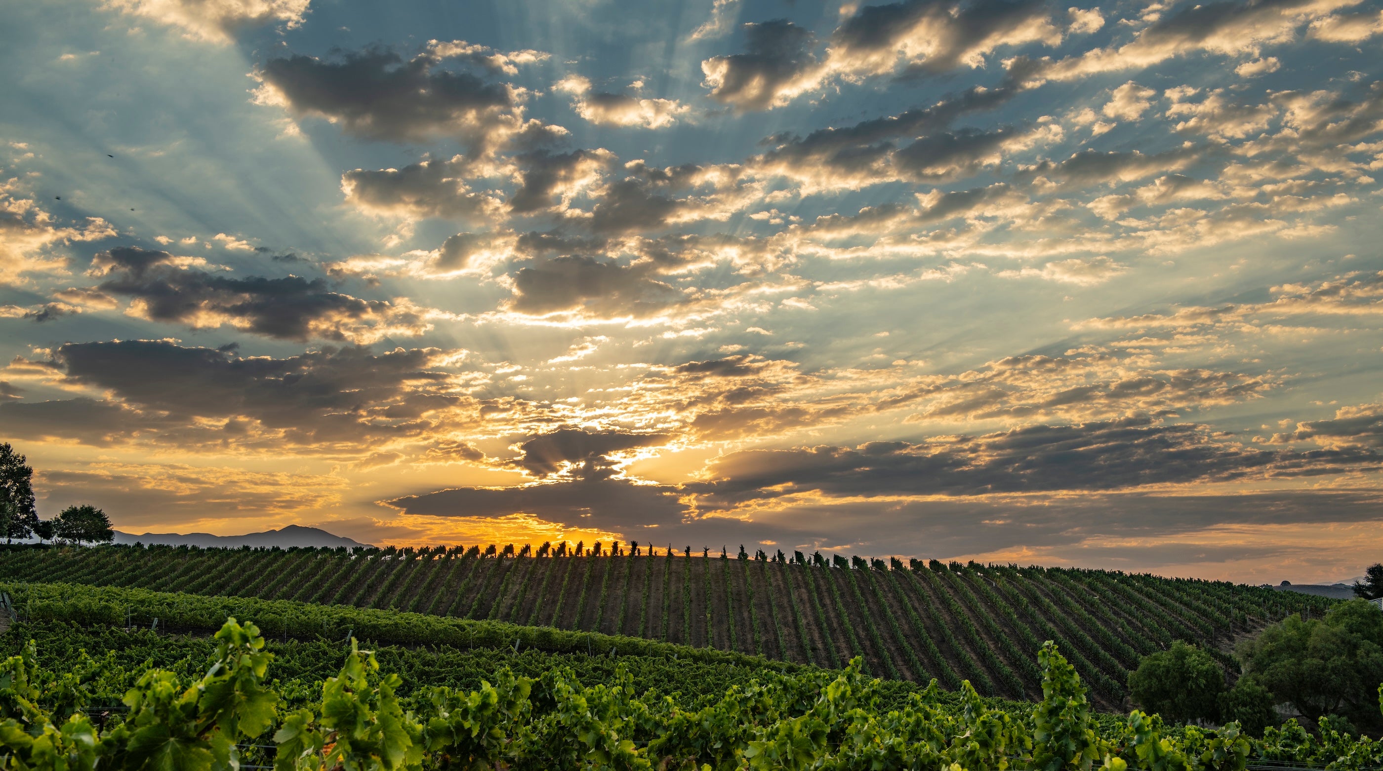 Vineyard with rows of grapevines under a dramatic sky with clouds at sunset.