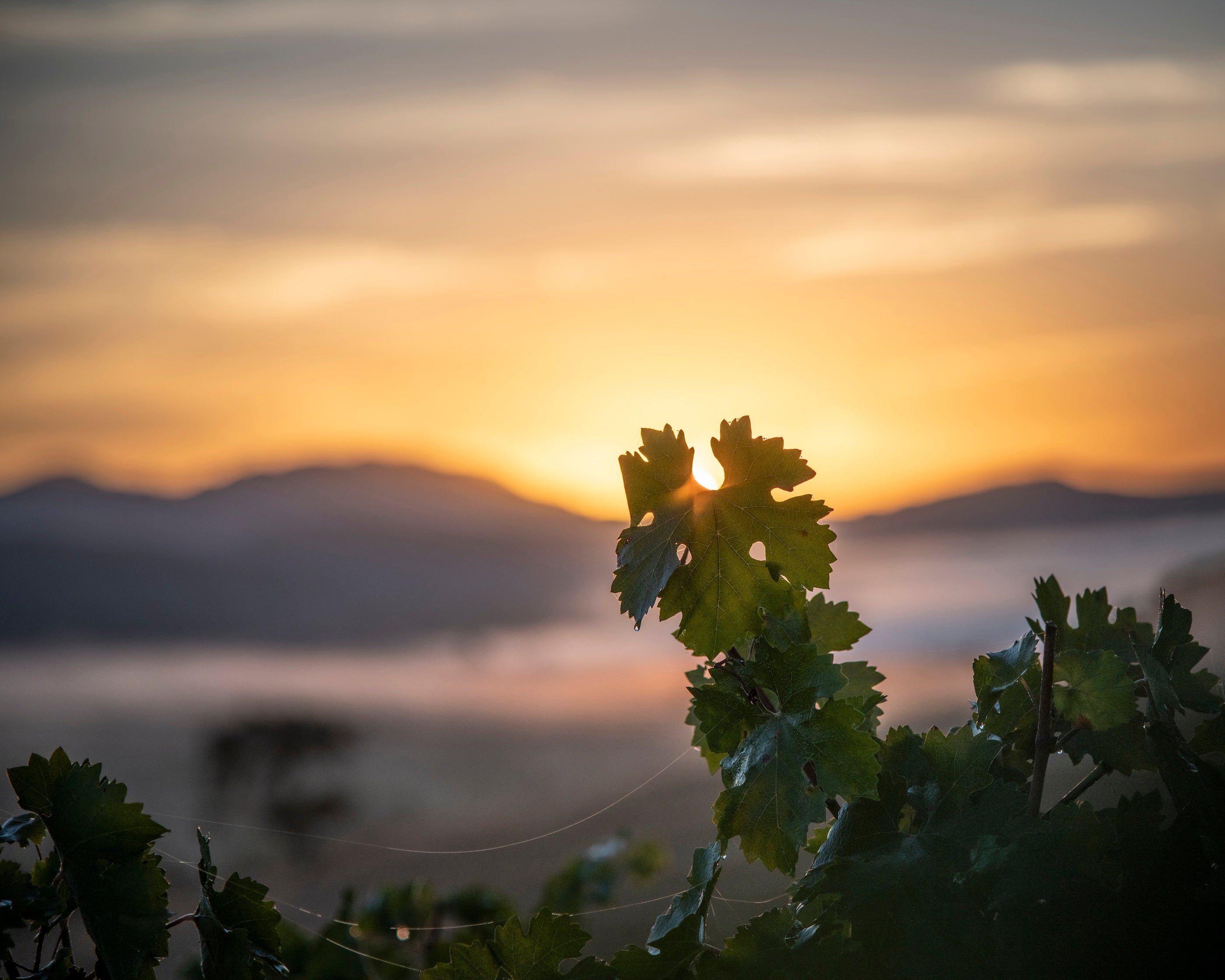 Leaves of grapevine with sun rising over the mountains in background.