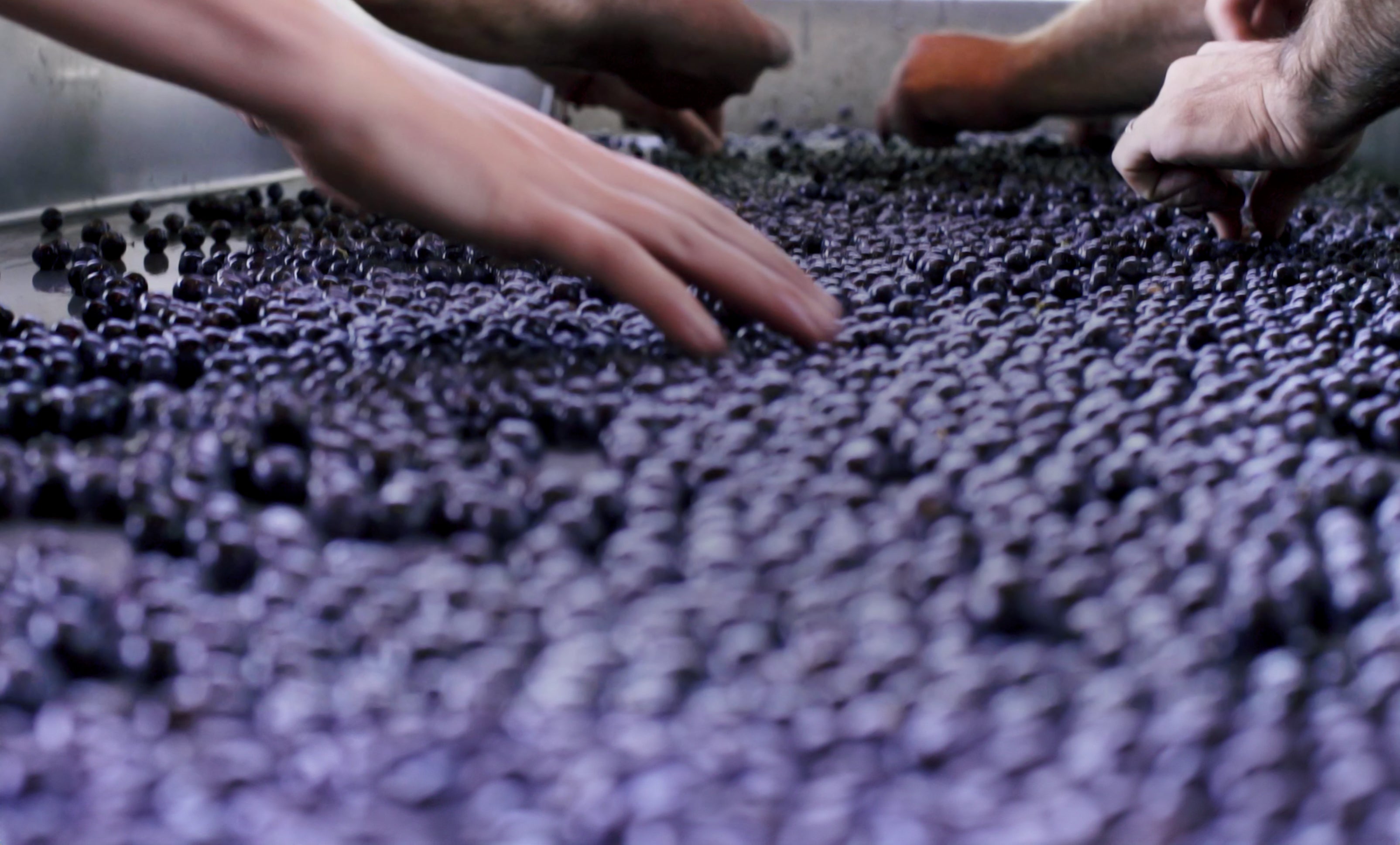 Two wolves wine commercial