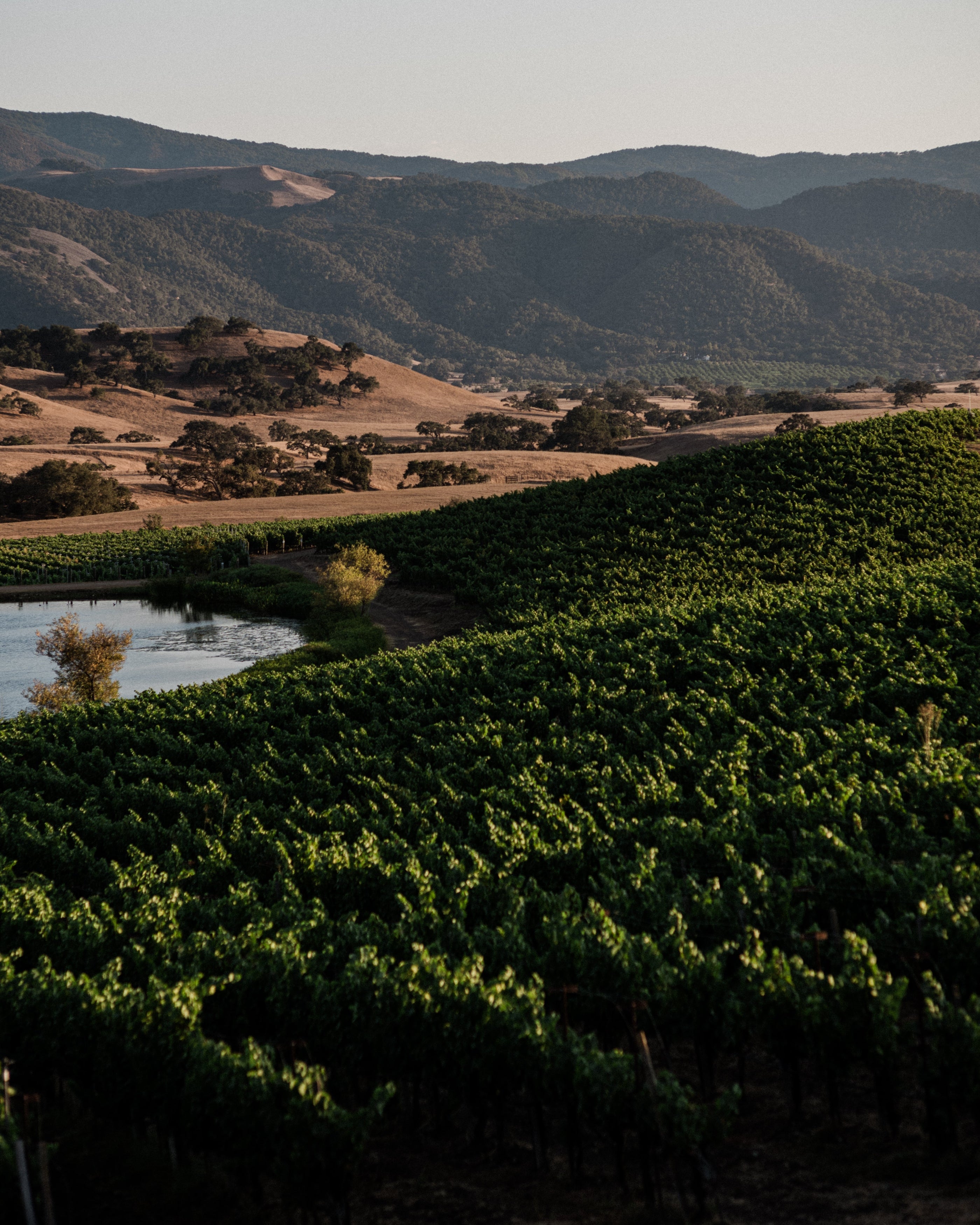 Vineyard with mountains in the background