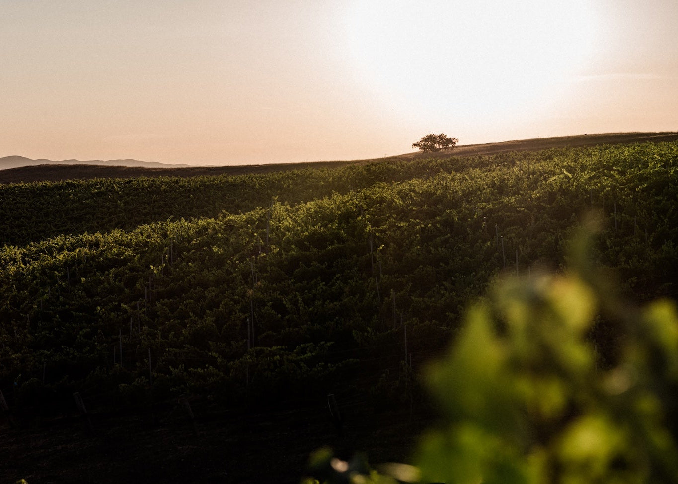 Wine grapevines in a vineyard with rolling hills and sunset light.