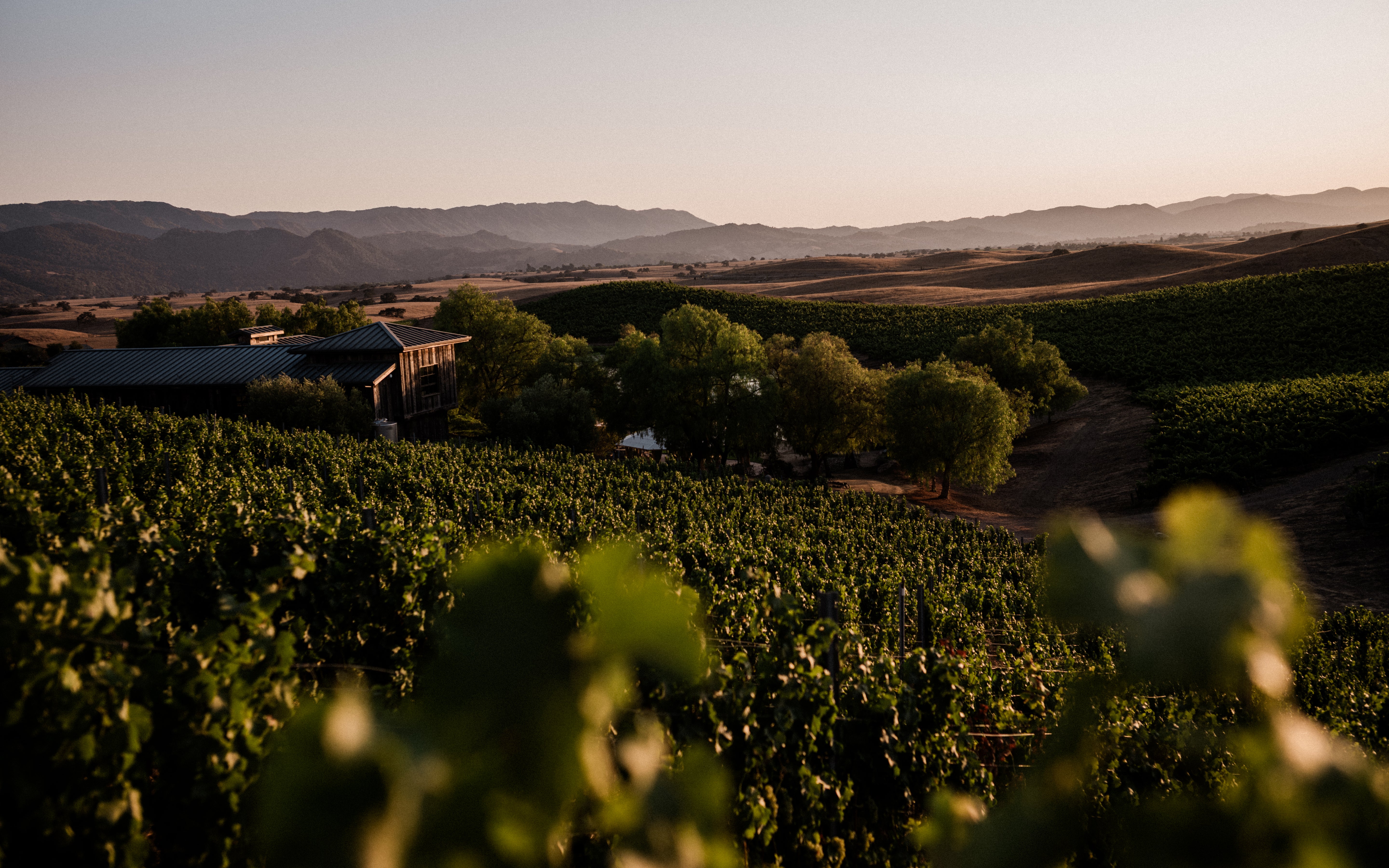 Two Wolves Vineyard with trees and a barn in the background during sunset.