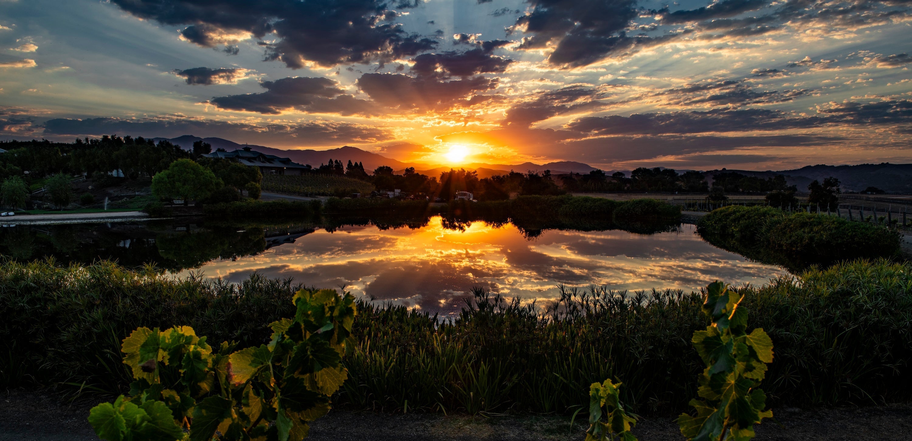 Sunrise over Two Wolves vineyard and pong